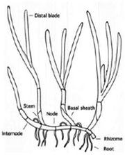 Seagrass anatomy