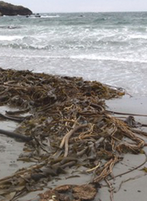 Wrack kelp on beach