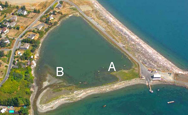 Study sites at Argyle Lagoon