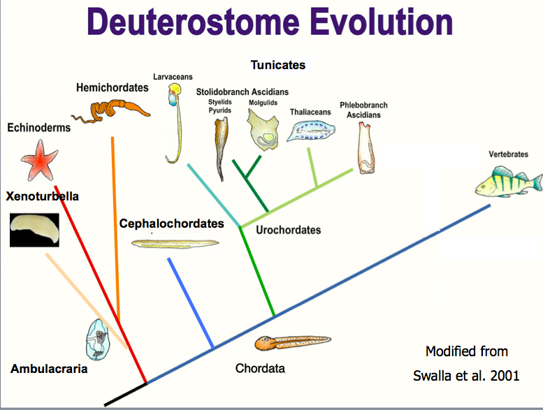 Deuterostome evolution