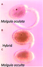Molgula species and hybrid