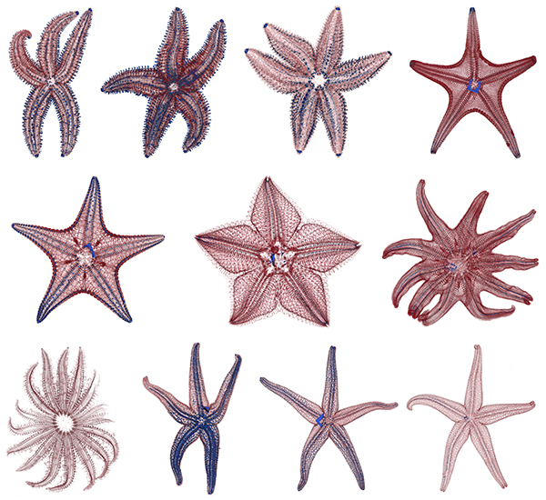 Seastar scans