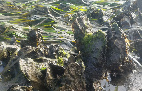 Eelgrass and oysters