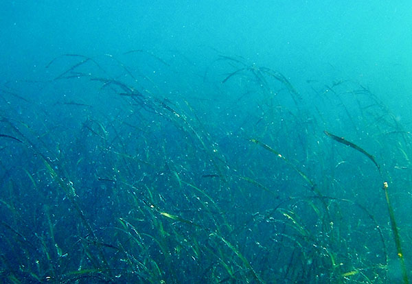 seagrass meadow