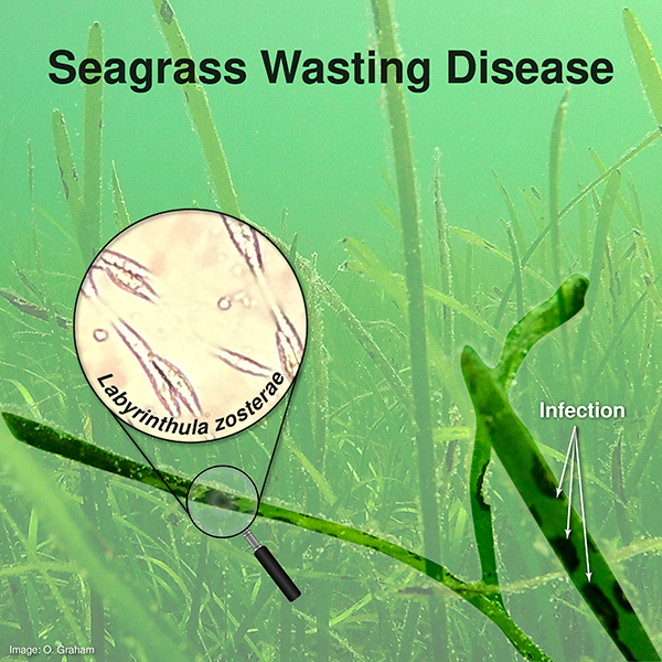 seagrass wasting disease