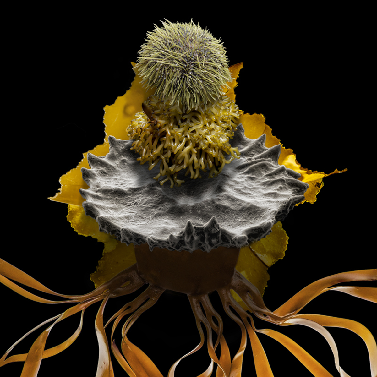 Urchin takes kelp