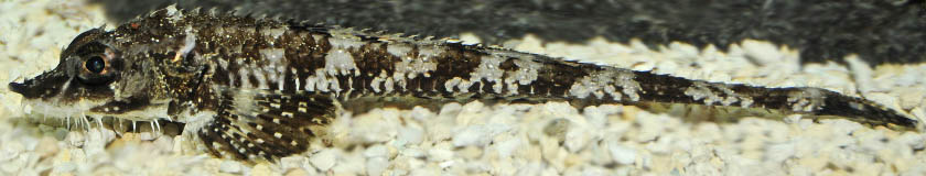 Agonopsis_vulsa