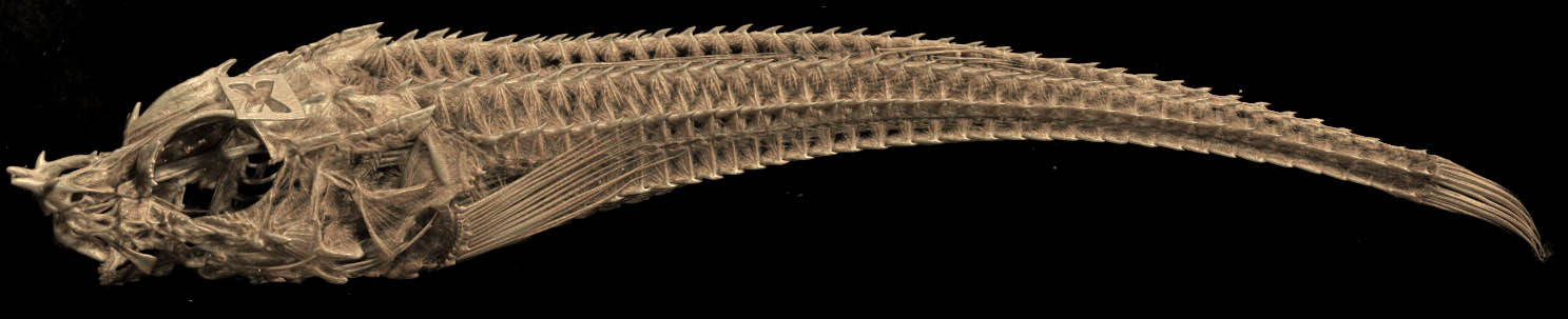 Poacher CT scan