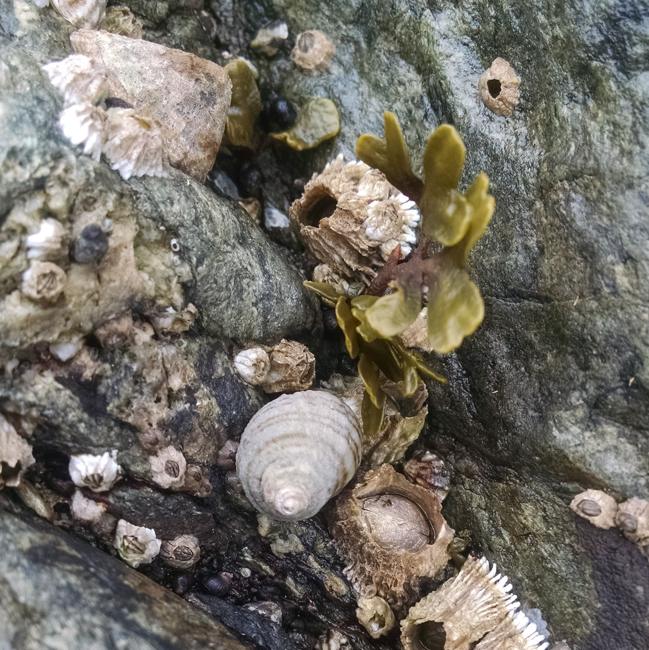 Intertidal organisms