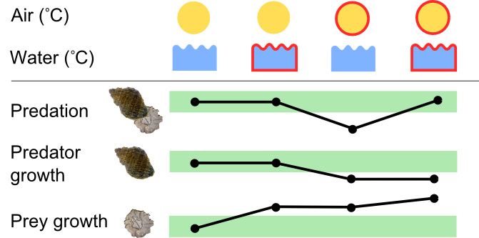 Whelk-barnacle ecology