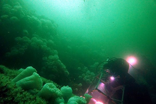 Anemones underwater