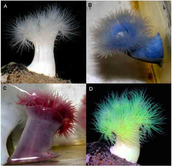 Dyed anemones