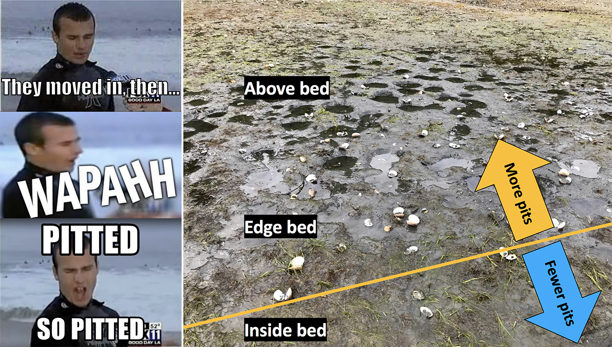 Eelgrass bed pits
