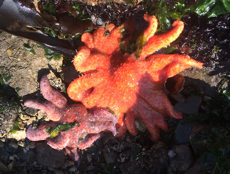 At Friday Harbor Labs, scientists give sea stars a chance to shine