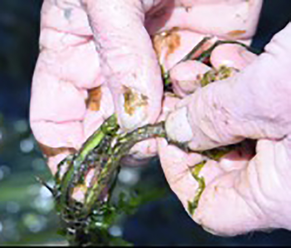 eelgrass seeds