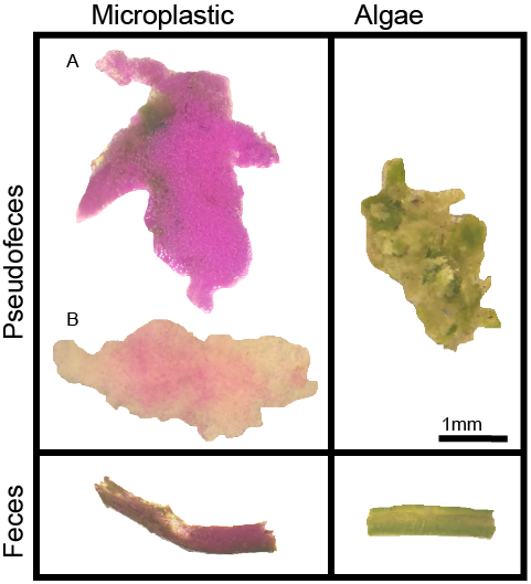 Examples of biodeposits