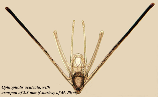 http://depts.washington.edu/fhl/zoo432/plankton/plechinodermata/Ophiopholis%20aculeata.jpg