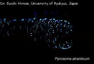 Pyrosoma atlanticum showing bioluminescence