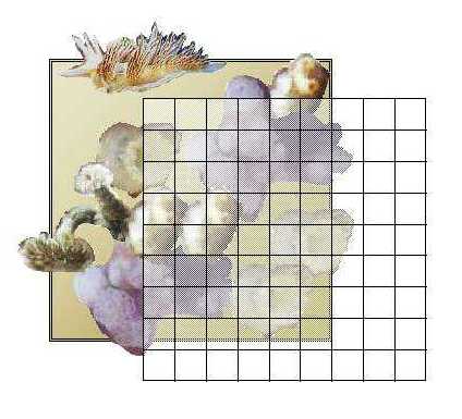 Settling plate with organisms, showing a transparent grid being placed over it