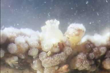 Tunicates, including exotic tunicate, Ciona savignyi