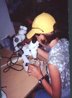 Student looking at test materials using a microscope