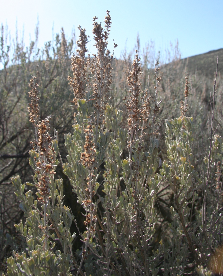 Artemisia tridentata. Photo by Matt Davies