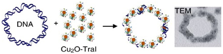 nanoparticles onto circular double stranded DNA