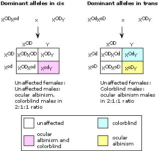 How to write genotypes