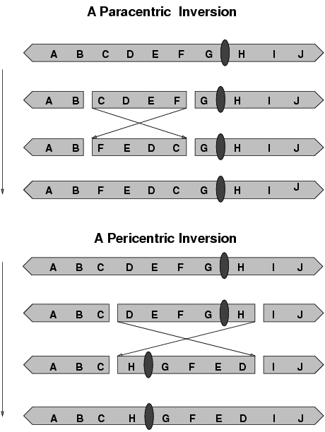 Pericentric Inversion