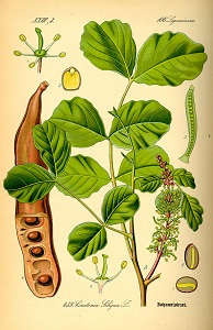 Ceratonia siliqua image from Otto Wilhelm 
Thome's Flora von Deutschland...