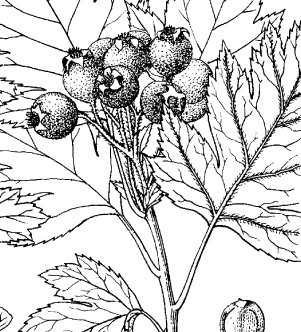 Crataegus
pinnatifida detail from Flora of China at EFloras.org Crataegus pinnatifida detail from Flora of China at EFloras.org
