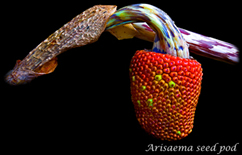 Arisaema by David Fishman