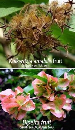Kolkwitzia fruit compared with Dipelta fruit