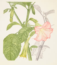 K. Mckeehen's Brugmansia