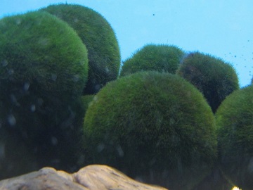 underwater marimo (Wikimedia commons)