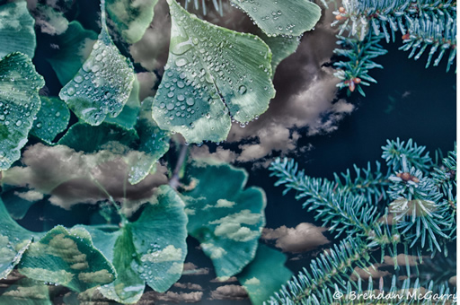 Brendan McGarry photograph