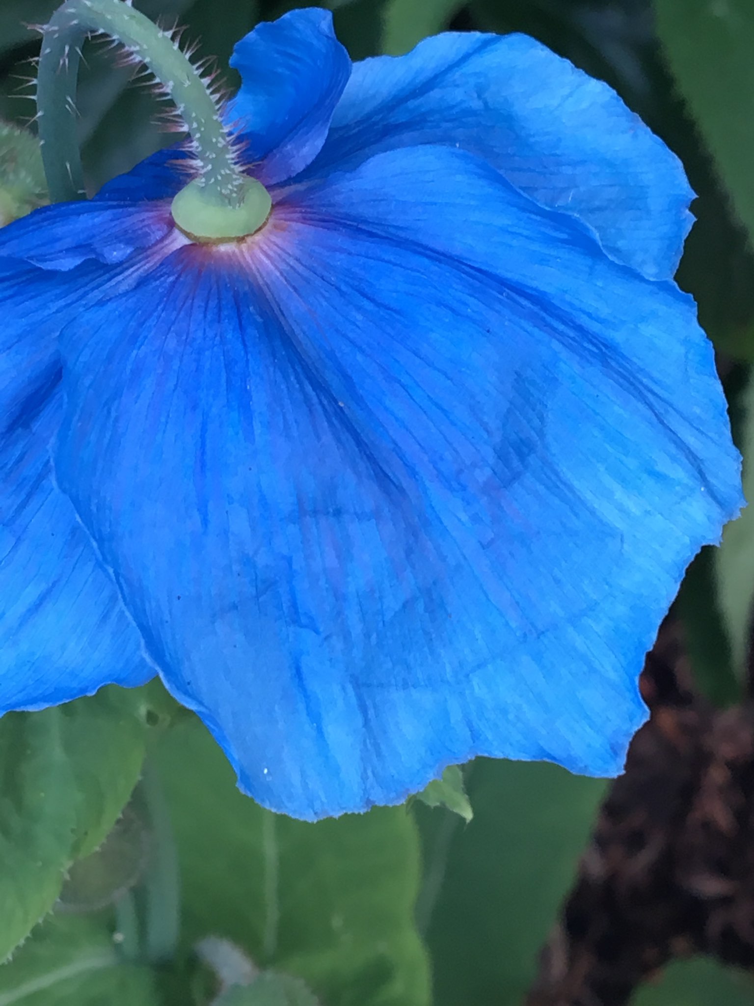 Meconopsis 'Lingholm' from Sue Nevler's garden