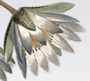 Plant Information Online
