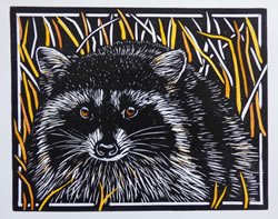 Racoon by Molly Hashimoto