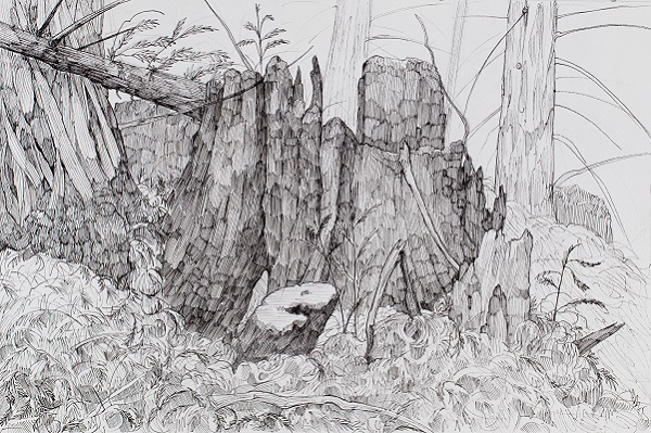 Redwoods 3 by Adrianne Smits