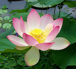 Sacred lotus (Nelumbo nucifera) photo by T.Voekler from Wikimedia Commons