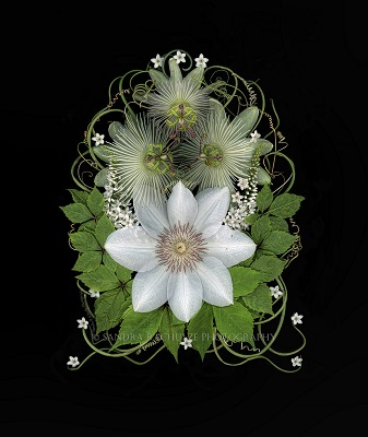 Sandra Schulze passionflowers and clematis