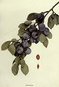 detail from The Plums of New York, U.P.
 Hedrick, 1911