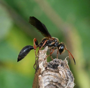 Sphecid wasp Isodontia exornata by Johnny N.
 Dell of Bugwood.org
