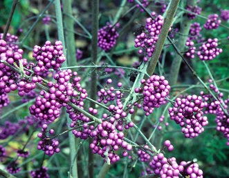 detail from a Callicarpa bodinieri var giraldi photo by Joy Spurr