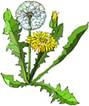 dandelion