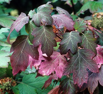 detail from oakleaf hydrangea image by Joy Spurr