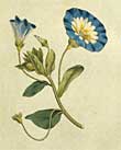 flora image