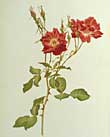 flora image
