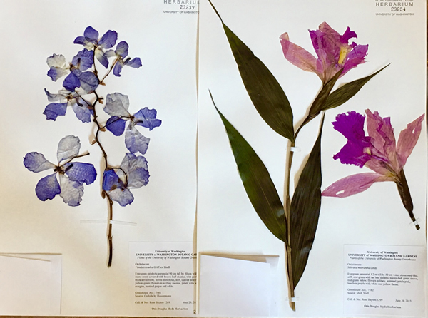Art Exhibit: Plants Pressed: Herbarium Specimens Reveal Powerful and Sometimes Disturbing History